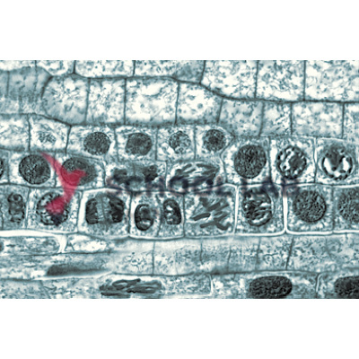 Prepared Microscope Slide Set - Genetics, Reproduction and Embryology